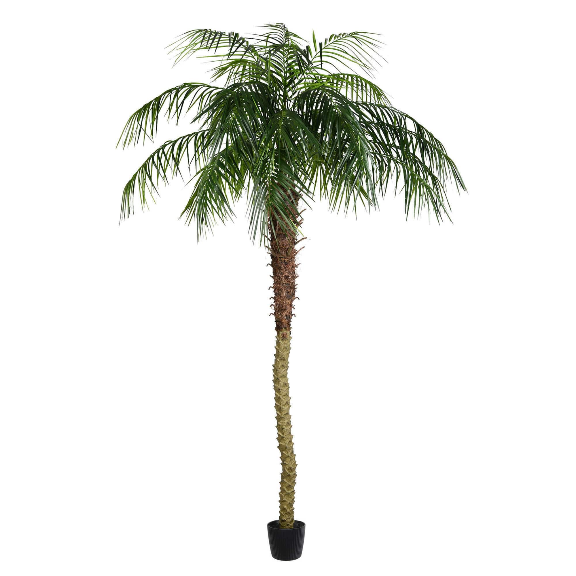 8ft. Potted Phoenix Palm Tree